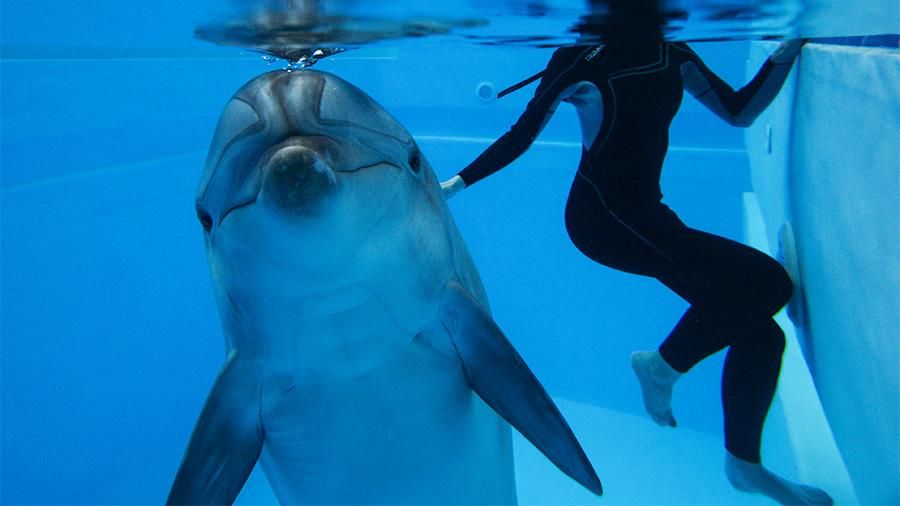 Не ловите Вилли: в Госдуме предлагают запретить пополнение дельфинариев